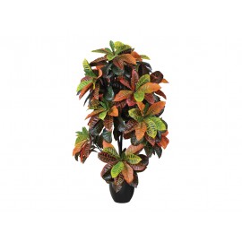 CROTON 140 CM